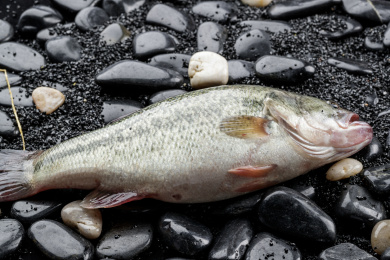 鲜活的鲈鱼摆放在黑色鹅卵石上