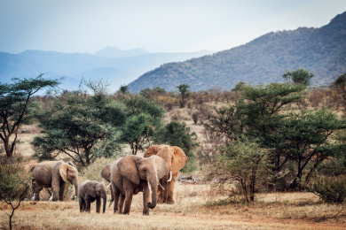 非洲肯尼亚桑布鲁草原上的大象