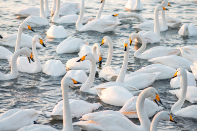 在山东荣成天鹅湖里过冬的野生大天鹅