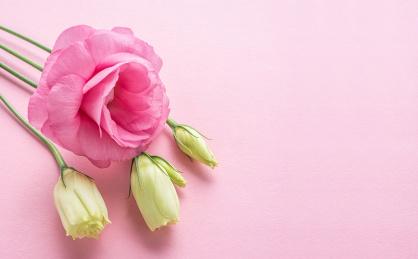 一束美丽的洋桔梗花在粉红色背景上