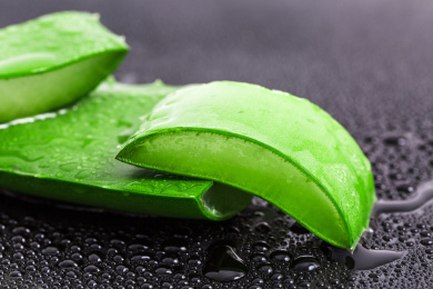 新鲜的芦荟叶子和水滴在黑背景上