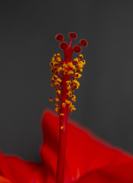 朱槿花花蕊的特写镜头，微距