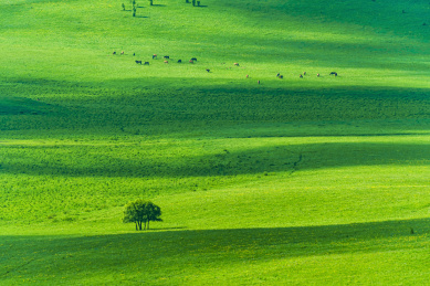 中国内蒙古赤峰坝上乌兰布统草原