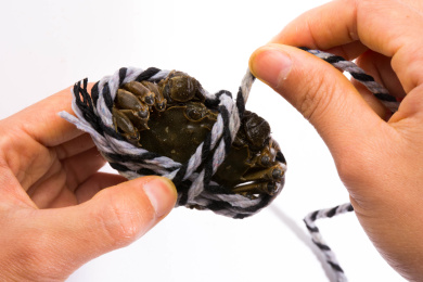 工作人员正在捆绑新鲜水产大闸蟹