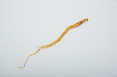 中国中草药植物药材人参