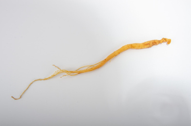 中国中草药植物药材人参