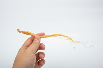 中国中草药植物药材人参