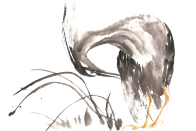 一只在水草中低头啄羽的水鸟