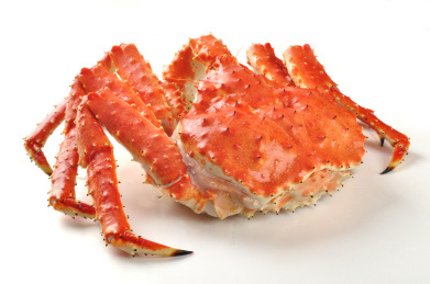 白色背景下的螃蟹阿拉斯加帝王蟹雪蟹