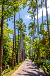 中国台湾台北士林官邸的林荫小路