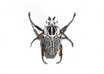 白背景的昆虫标本非洲大王花金龟Goliathus