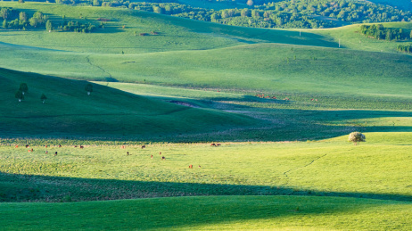 亚洲中国内蒙古乌兰布统草原