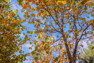 秋季蓝天下一颗树叶色彩丰富的梧桐树