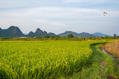 中国乡村田野上绿油油的稻田