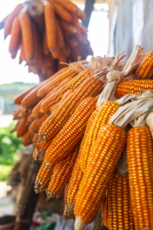 农村收获后晾晒的橙黄色玉米