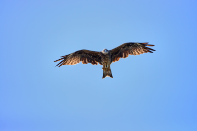 一只老鹰（黑耳鸢）在蓝天上翱翔