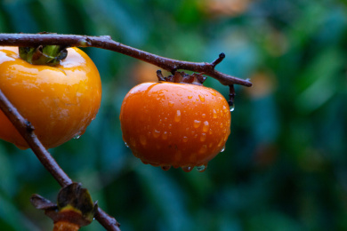 柿子树上挂着雨珠的新鲜的柿子
