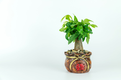 白色背景中的发财树小盆景