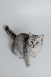俯拍一只浅色花纹短毛猫全身照