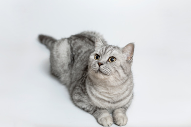 一只浅色花纹短毛猫趴在白色背景纸上