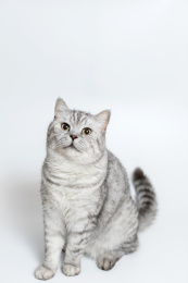 一只浅色花纹短毛猫全身照