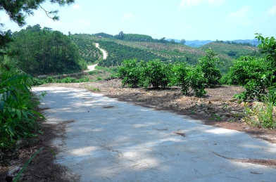 晴朗天空下水果基地里水泥道路
