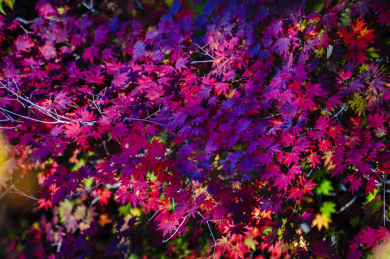 秋季里树林中红得发紫的枫叶