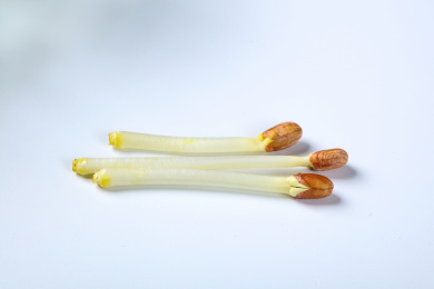 新鲜有机蔬菜鲜嫩的花生芽