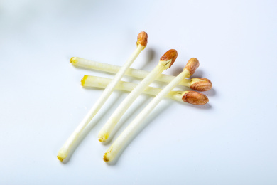 新鲜有机蔬菜鲜嫩的花生芽