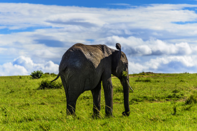 非洲肯尼亚马赛马拉的野生大象