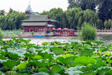中国山东省济南市大明湖风景区荷塘后面的水榭古建筑