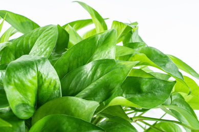白背景上绿色藤本植物绿萝的叶子