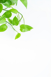 白背景上绿色藤本植物绿萝的叶子