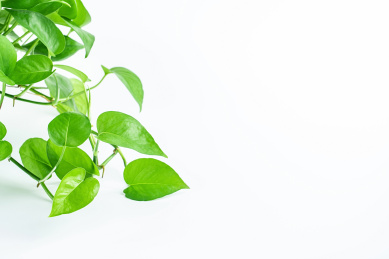 白背景上绿色藤本植物绿萝的叶子