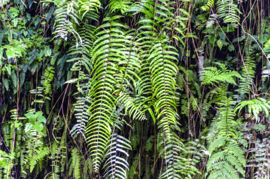热带雨林典型植物图片