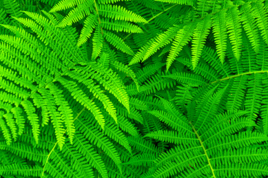 绿色养眼蕨草植物