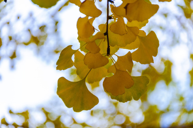 秋季公园里满树变黄的银杏叶