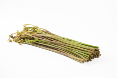 中国特色食品——新鲜食材蕨根