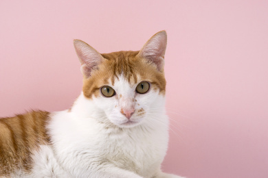 粉色背景前注视着镜头的橘猫头部特写