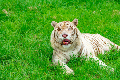 野生动物园绿色草地上的一只白虎