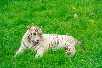 野生动物园绿色草地上的一只白虎