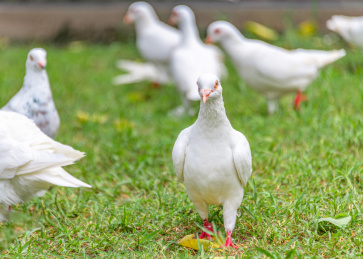 地面上一只漂亮的白色鸽子