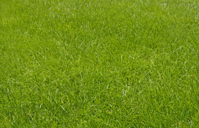 晴天里公园路边绿油油的草坪特写