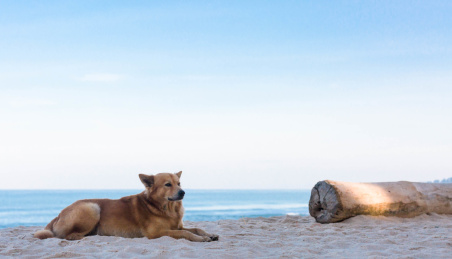 一直狗趴在海边的沙滩上