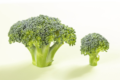 碟子里盛放着新鲜的西兰花