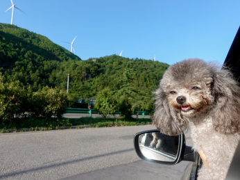 蓝天下汽车里伸出头的宠物贵宾犬