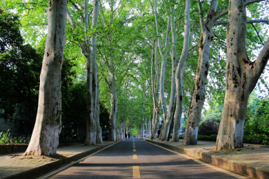 武汉大学校园里的林荫小路