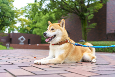 可爱的日本汪星人柴犬小动物