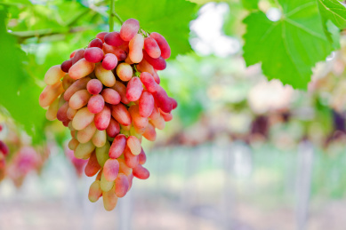 葡萄藤上成熟的葡萄红提子美人指