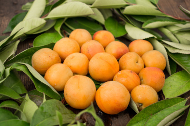 复古木纹桌上的金黄色的新疆吊杆蜜杏